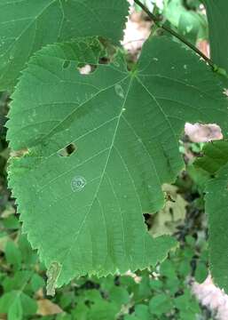 Image de Phyllonorycter tiliacella (Chambers 1871)