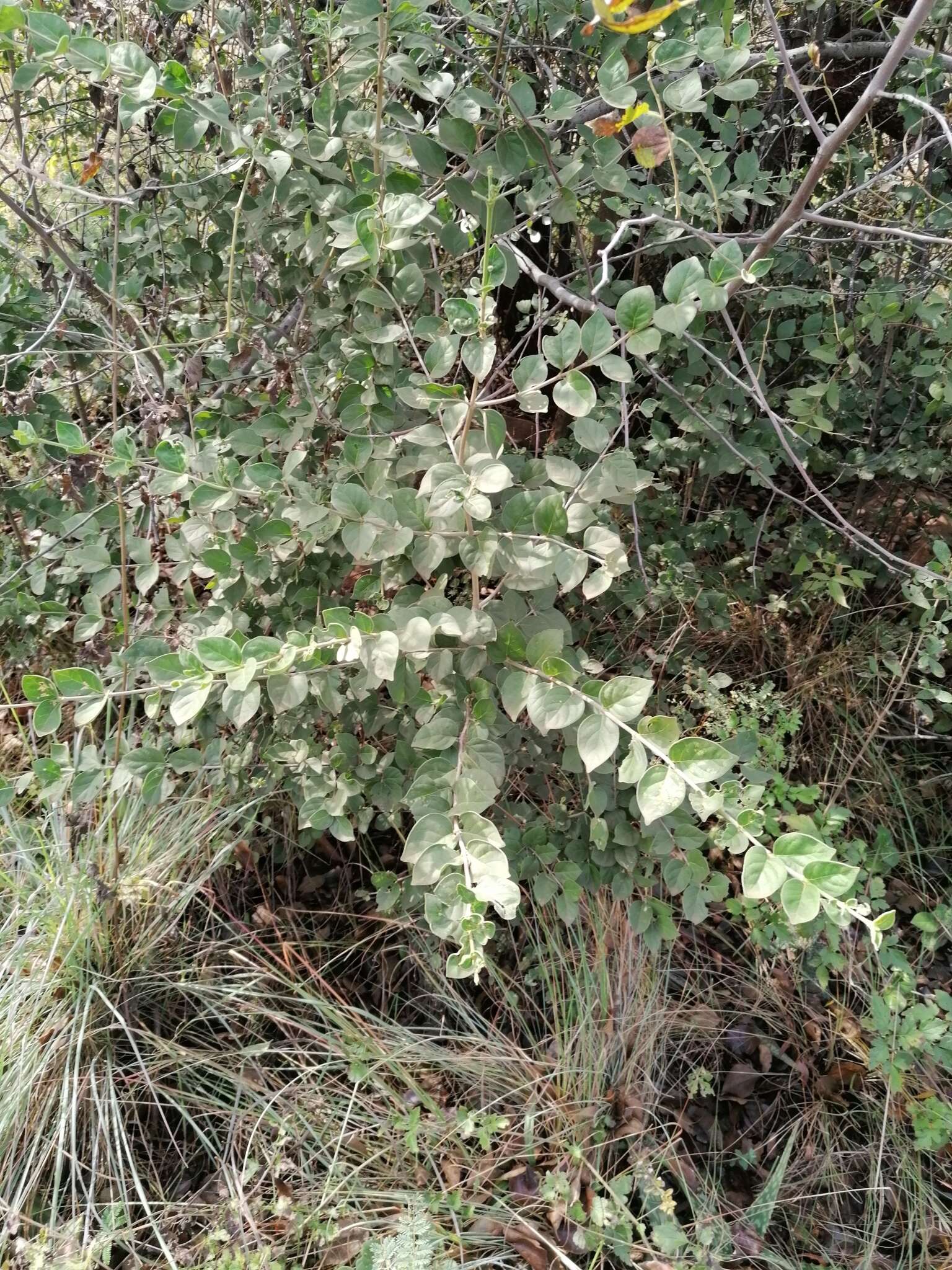 Imagem de Afrocanthium gilfillanii (N. E. Br.) Lantz