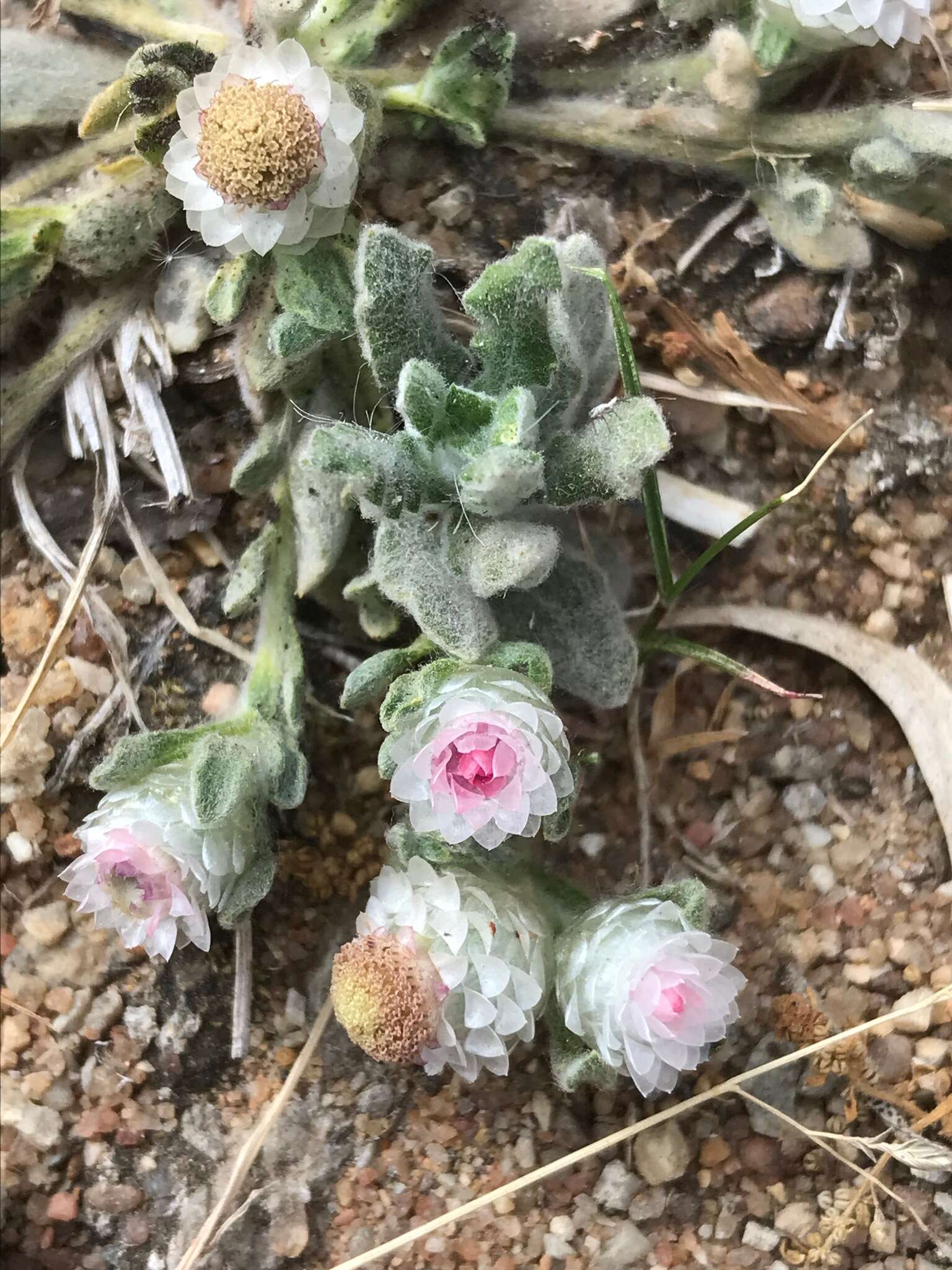 Image de Helichrysum argyrosphaerum DC.