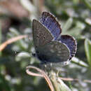Image of Mission blue butterfly