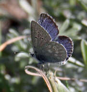 Sivun Icaricia icarioides missionensis (Hovanitz 1937) kuva