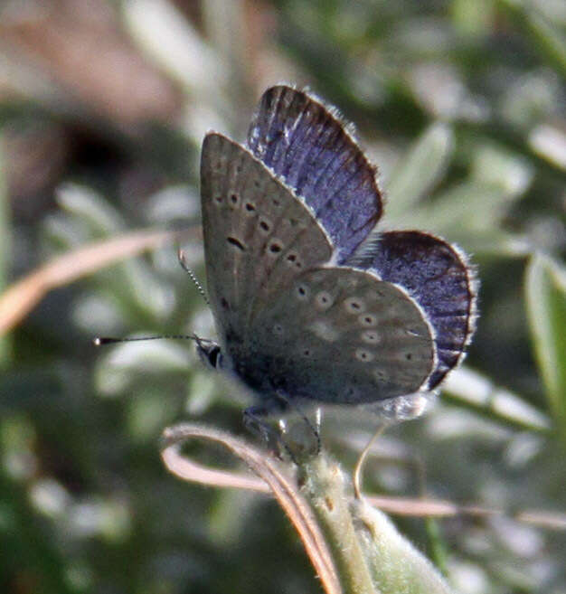 Sivun Icaricia icarioides missionensis (Hovanitz 1937) kuva