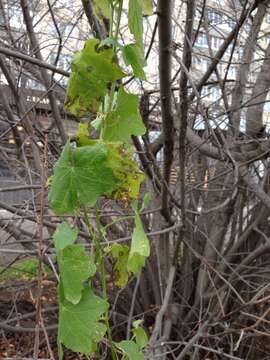 Image of white bryony