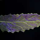 صورة Stigmella ogygia (Meyrick 1889) Dugdale 1988