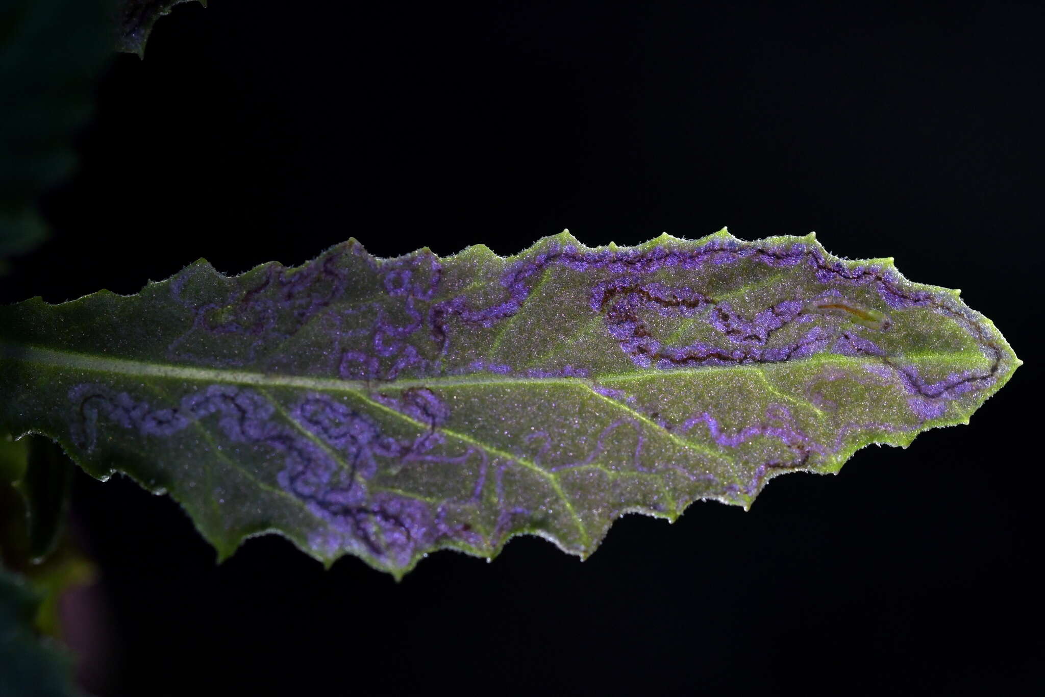 Image of Stigmella ogygia (Meyrick 1889) Dugdale 1988