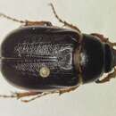 Image of Phyllophaga (Phyllophaga) implicita (Horn 1887)