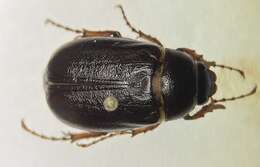 Image of Phyllophaga (Phyllophaga) implicita (Horn 1887)