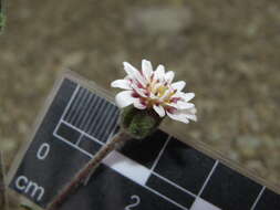 صورة Leucheria millefolium Dusen & Skottsb.