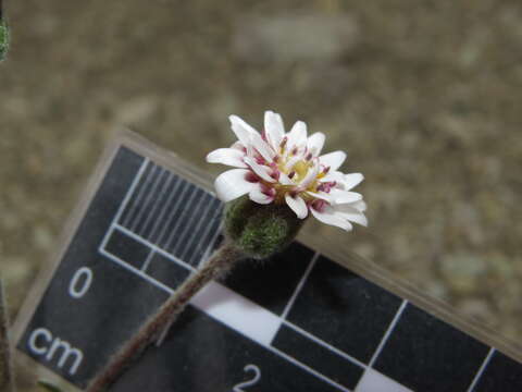 Leucheria millefolium Dusen & Skottsb. resmi