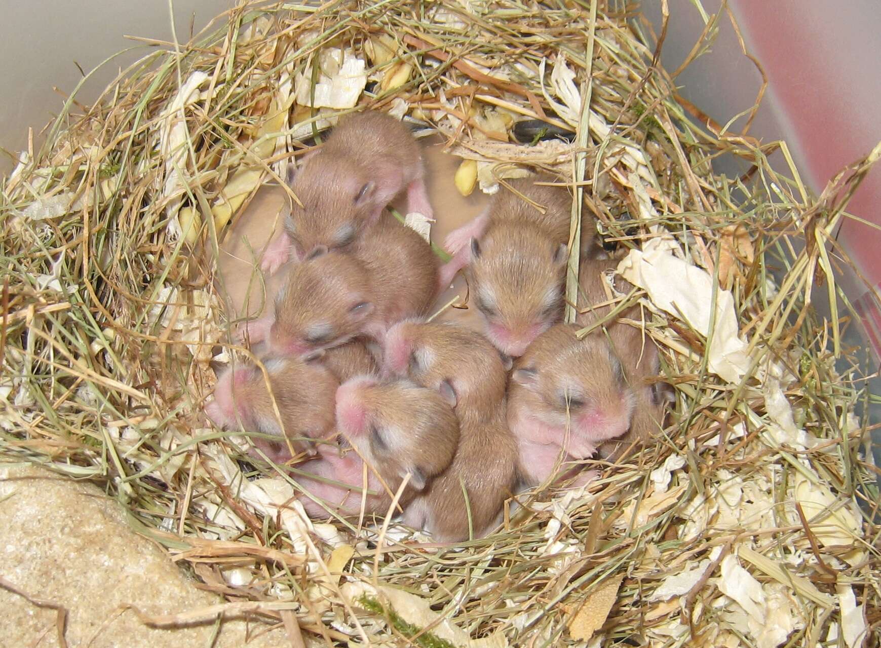 Image of Desert Hamster