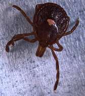 Image of Lone Star Tick