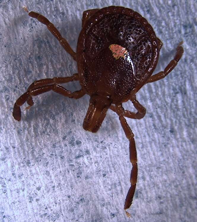 Image of Lone Star Tick