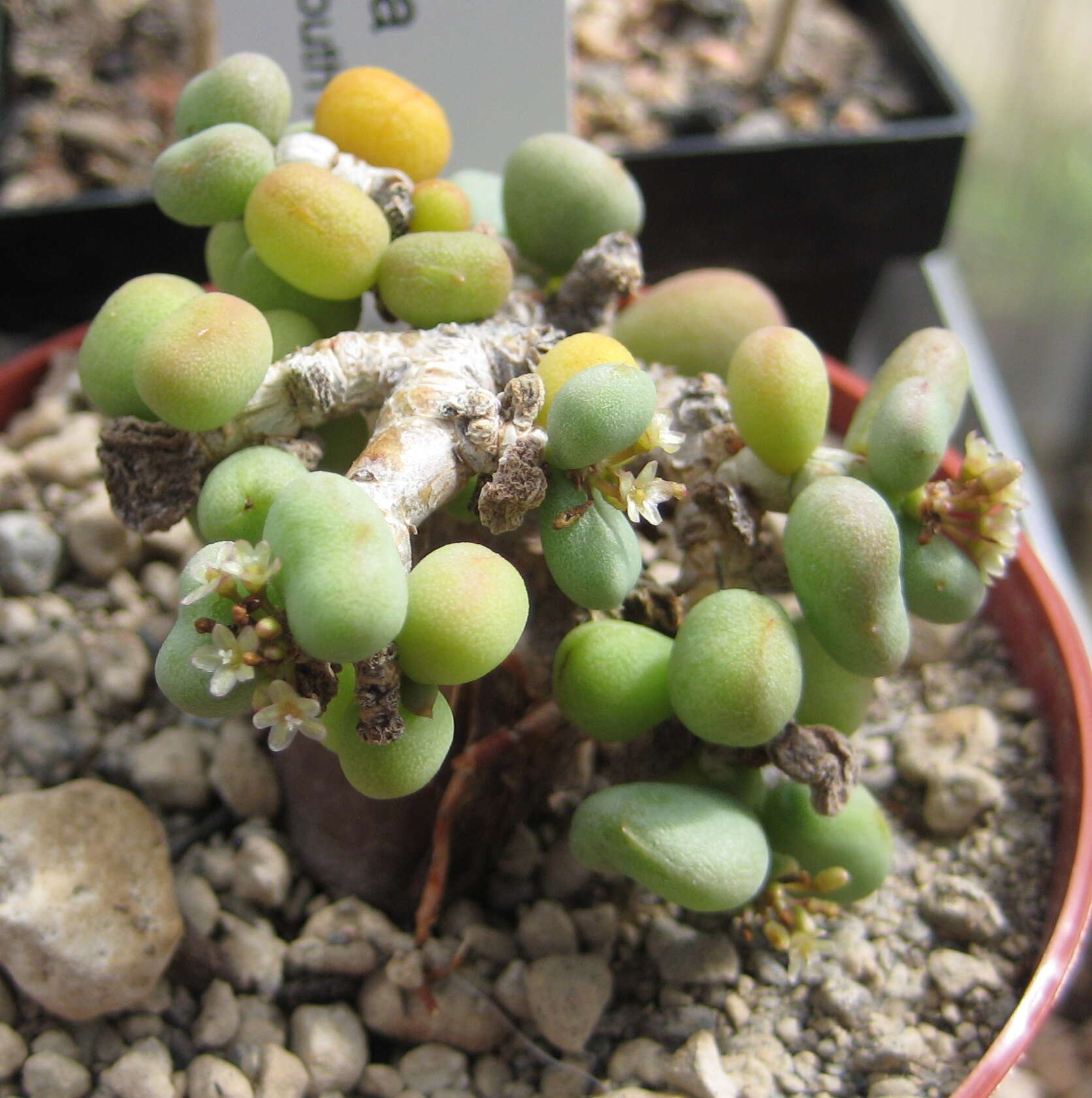 Plancia ëd Portulacaria pygmaea Pillans