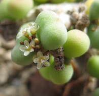 Plancia ëd Portulacaria pygmaea Pillans