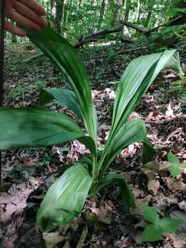 Sivun Veratrum woodii J. W. Robbins ex Alph. Wood kuva