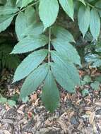 Слика од Sambucus palmensis Link