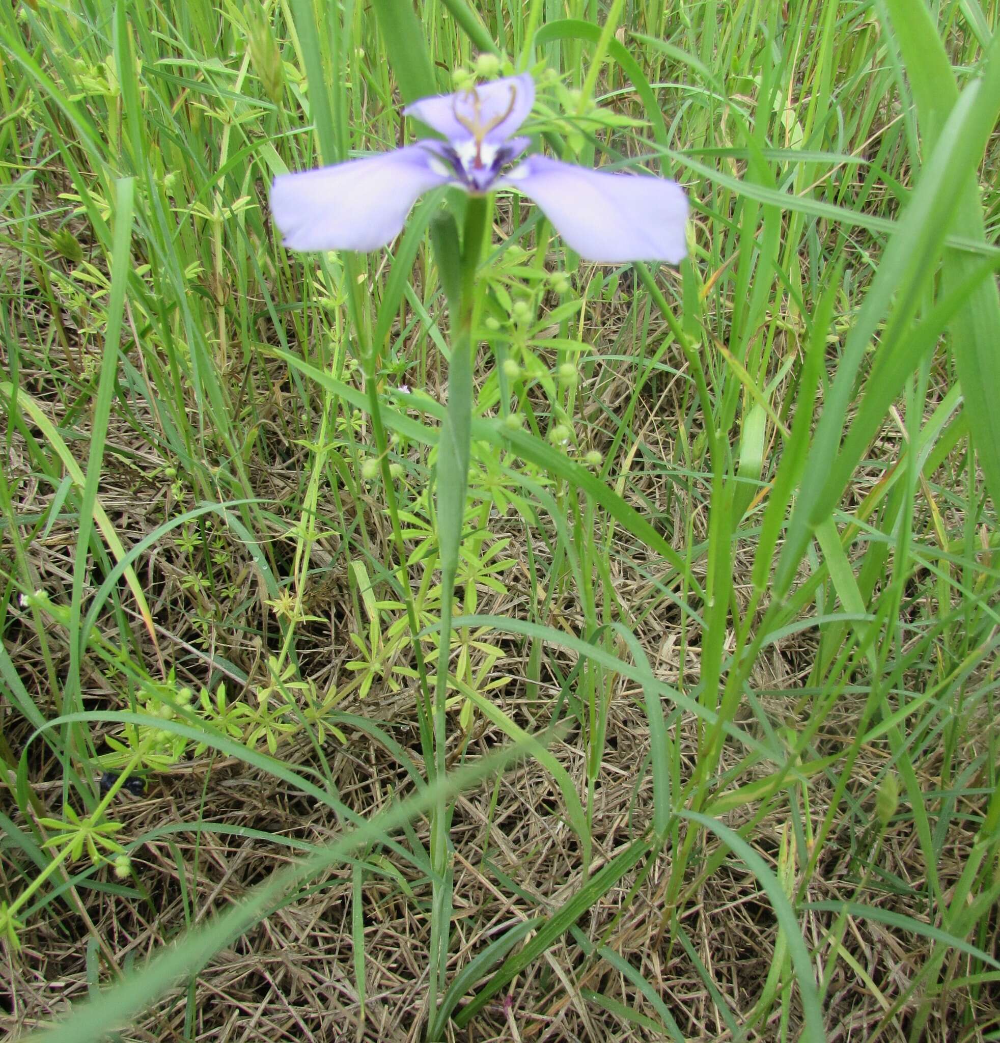 Herbertia lahue (Molina) Goldblatt的圖片