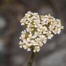 Imagem de Achillea collina J. Becker ex Rchb.