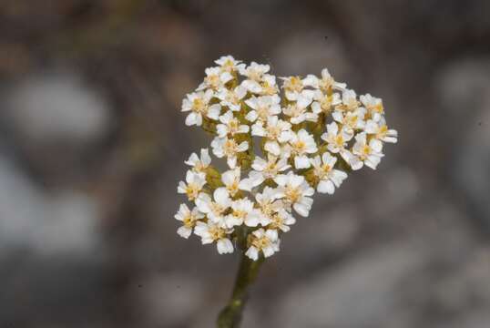 Imagem de Achillea collina J. Becker ex Rchb.