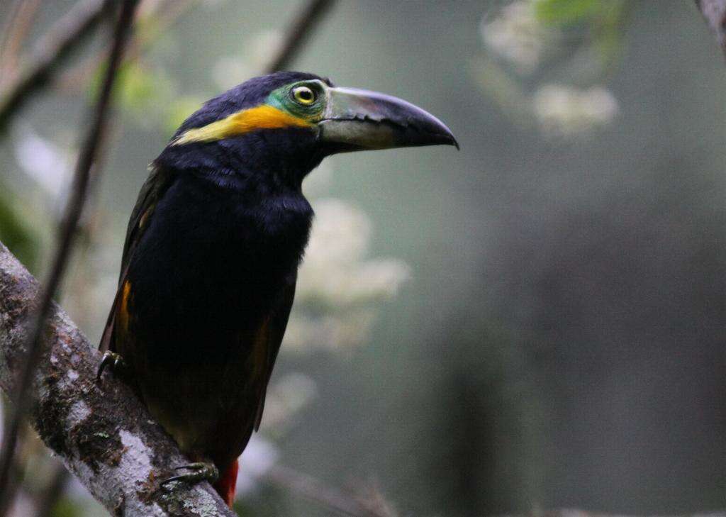 Image of toucans