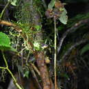 Image of Ecuador Frog-eating Snake