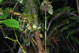 Image of Ecuador Frog-eating Snake