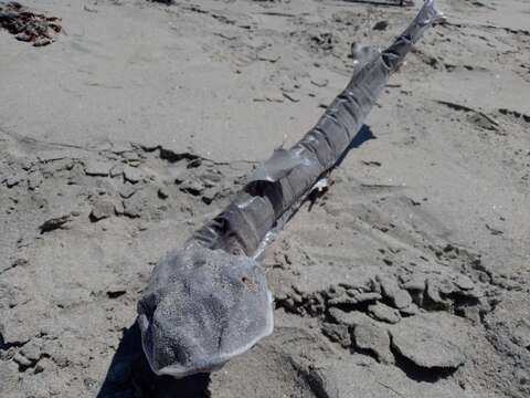 Image of Gray Smooth-hound