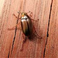 Image of Mānuka chafer beetle