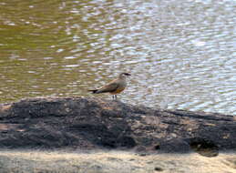 Image of Madagascan Pratincole