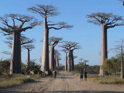 Image of Grandidier’s baobab