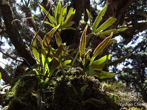 Image of Pyrrosia davidii (Bak.) Ching