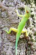 Image of Plymouth Anole