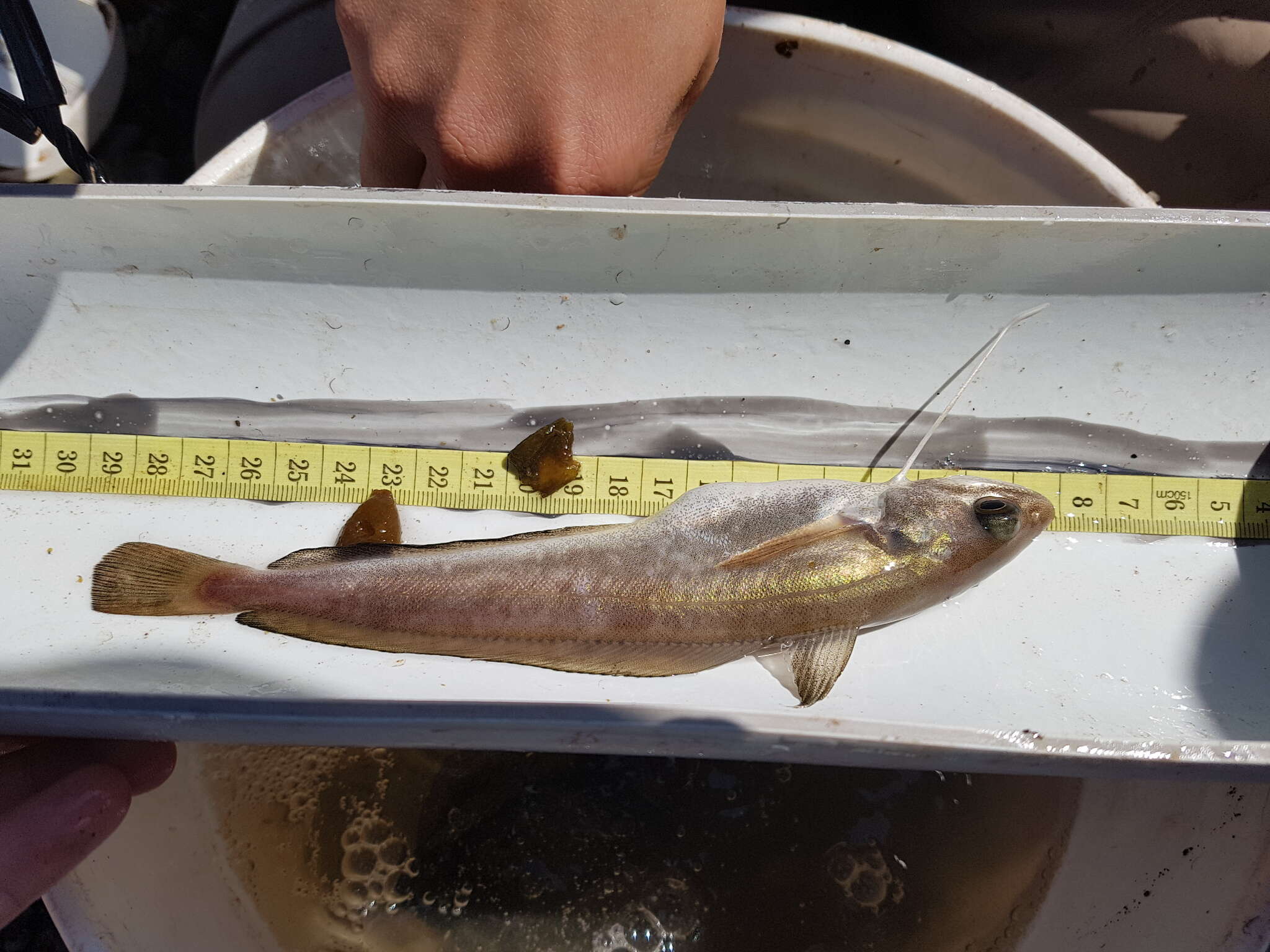 Image of White hake