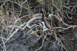 Image of Brown Booby