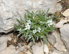 صورة Leontopodium nivale subsp. alpinum (Cass.) Greuter