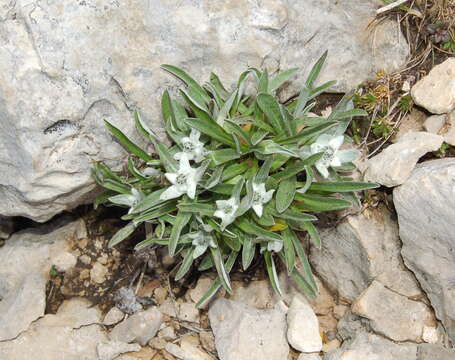 Sivun Leontopodium nivale subsp. alpinum (Cass.) Greuter kuva