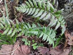 Image de Dryopteris decipiens (Hook.) O. Kuntze