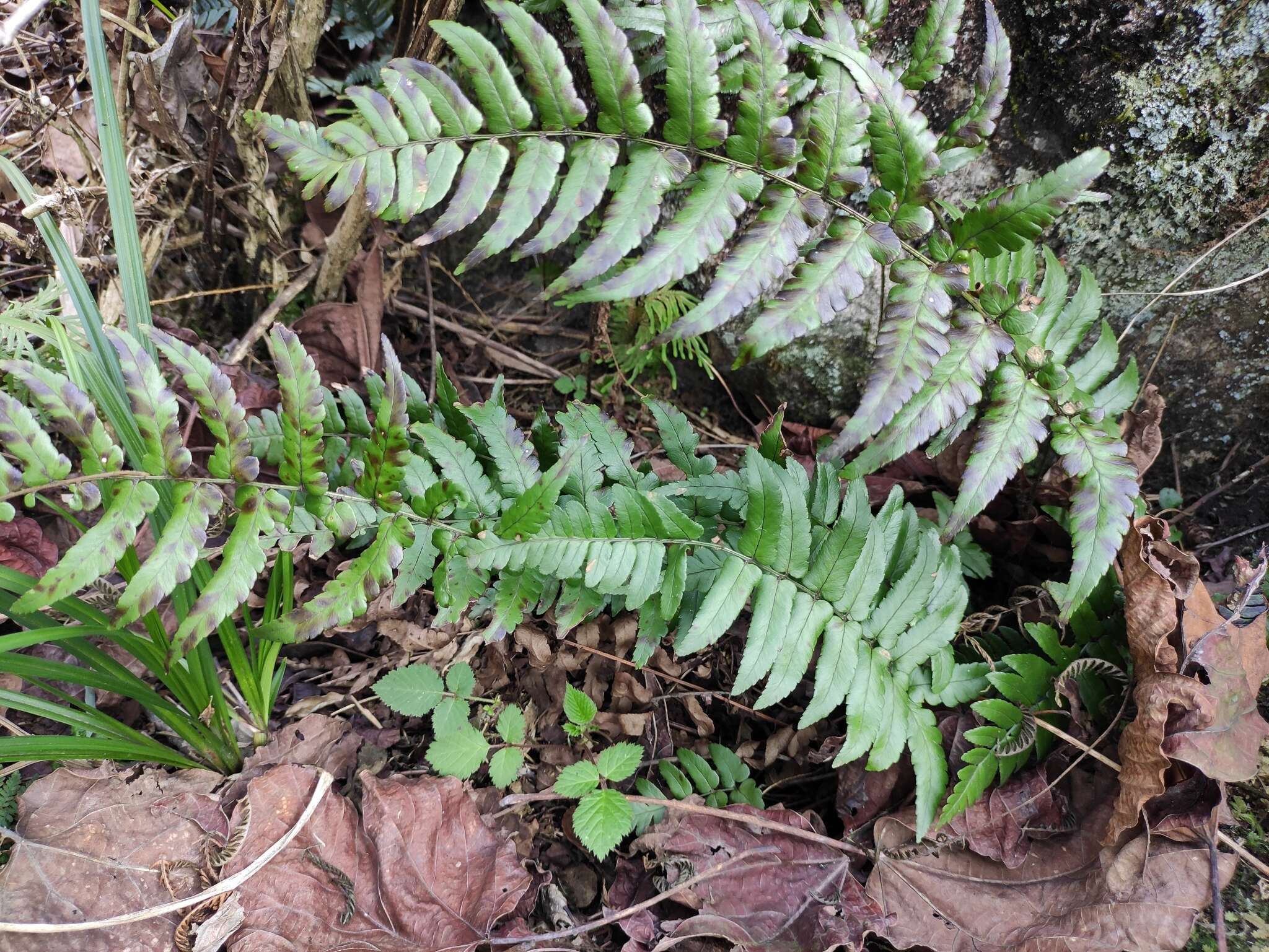 Sivun Dryopteris decipiens (Hook.) O. Kuntze kuva