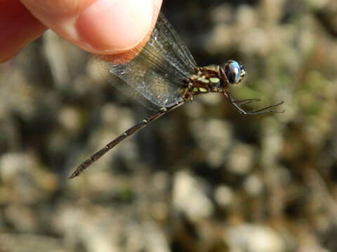 Слика од Macrothemis celeno (Selys ex Sagra 1857)