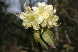 Image of Rhododendron keiskei Miq.