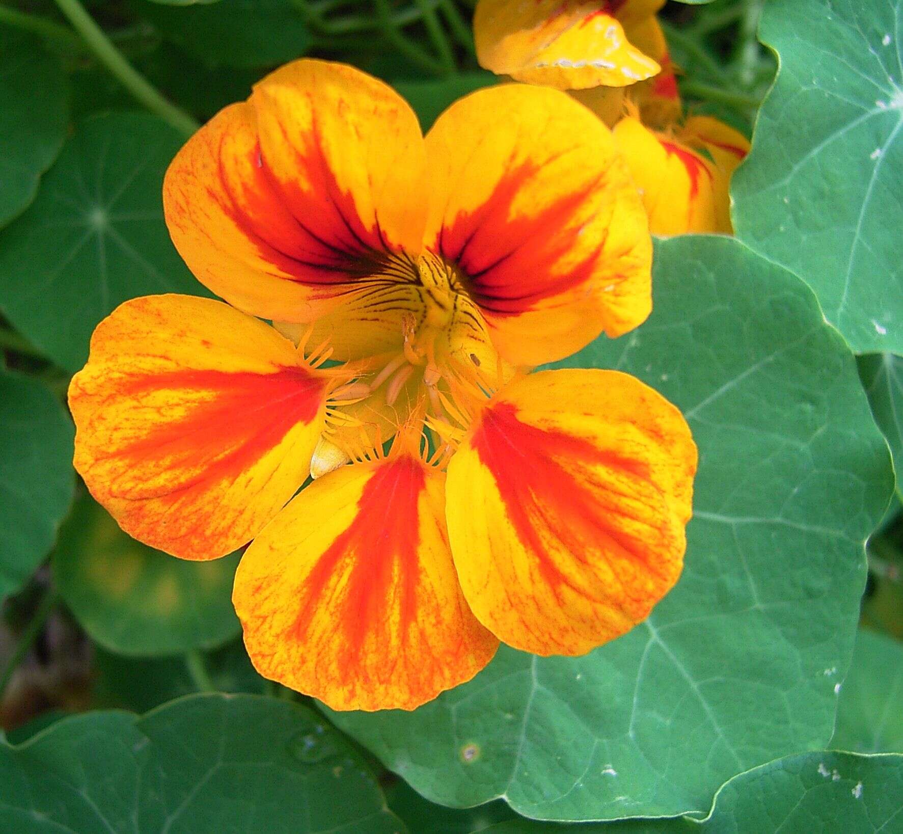 Image of Garden Nasturtium