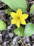 Image of Yellow Thimbleweed