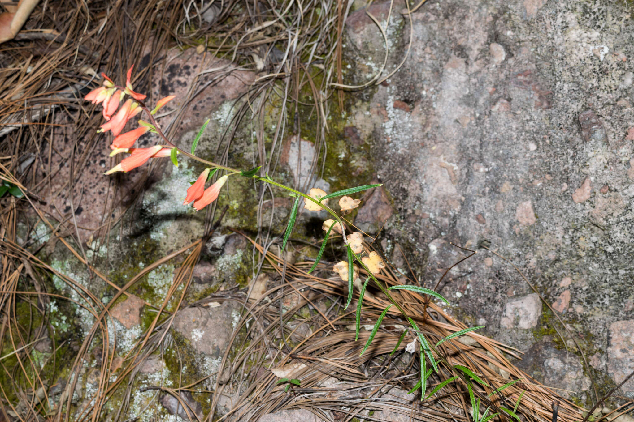 Слика од Castilleja ortegae Standley