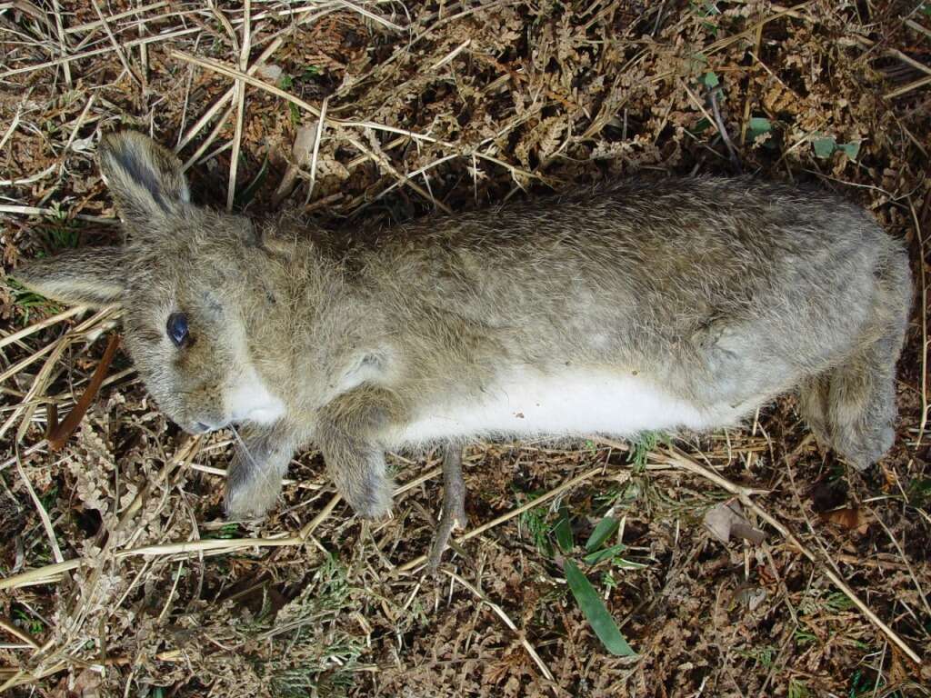 Image of Japanese Hare