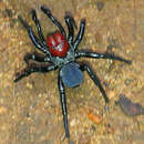 Image of Red-headed Mouse Spider