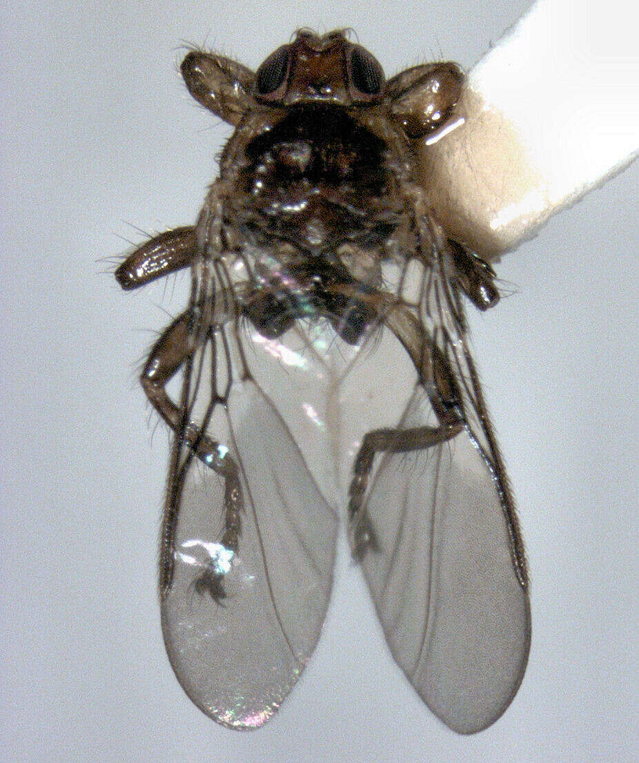 Image of louse flies