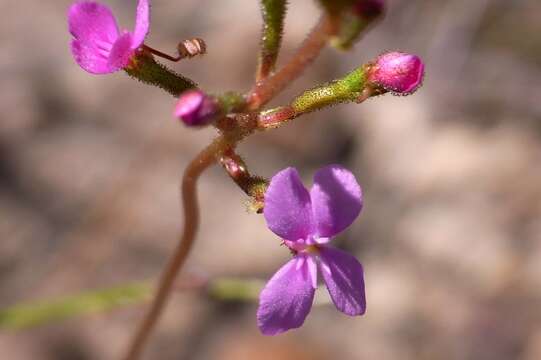 Image de Stylidium productum M. M. Hindmarsh & D. F. Blaxell