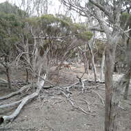 Image of Kangaroo Island Kangaroo