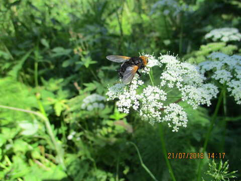 Image de Tachina grossa (Linnaeus 1758)