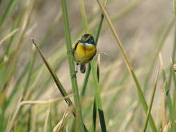 صورة Tachuris rubrigastra loaensis Philippi Bañados, Johnson & AW 1946